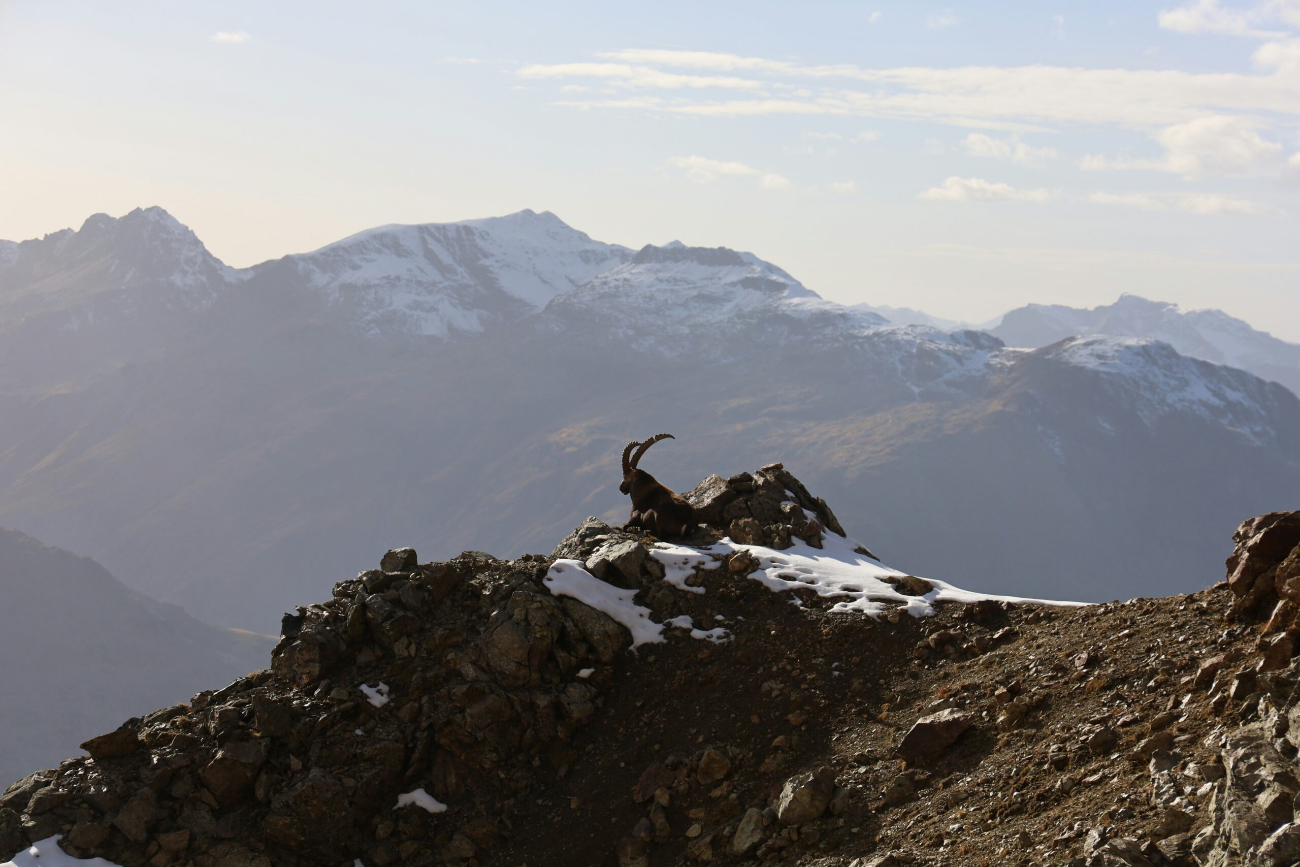 Ibex Paradise