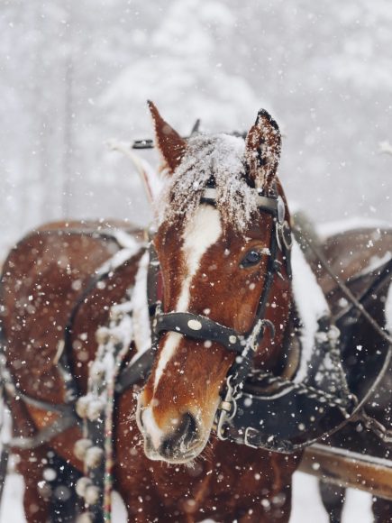 Horseriding