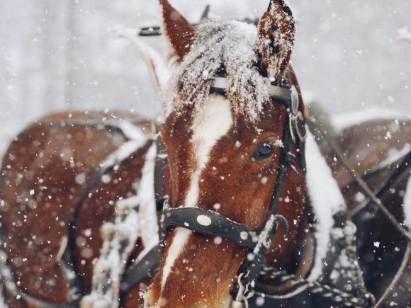 Horseriding