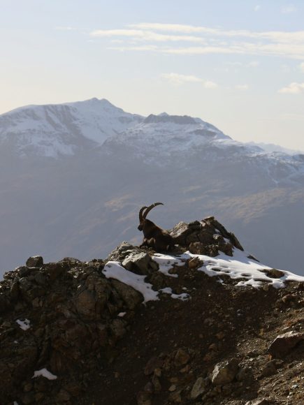 Ibex Paradise