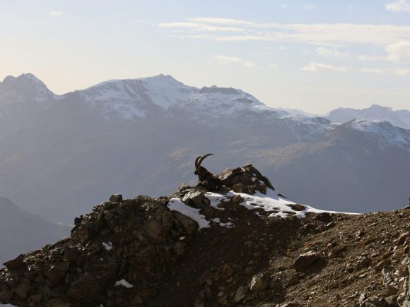 Ibex Paradise
